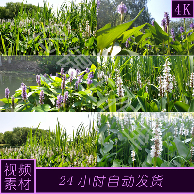 4k原创梭鱼草市政绿化海寿花视频素材