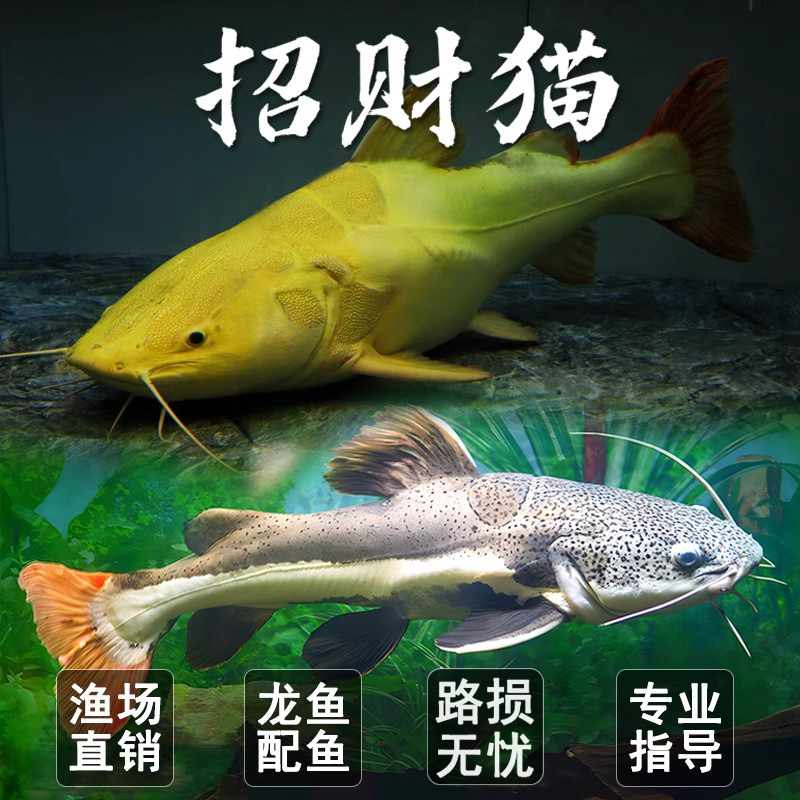 黄金招财猫鱼活鱼黑金色红尾鲶鱼苗热带观赏鱼大小型招财猫狗仔鲸
