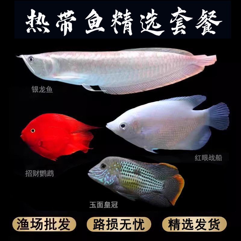 热带观赏鱼套餐镇宅招财风水鱼