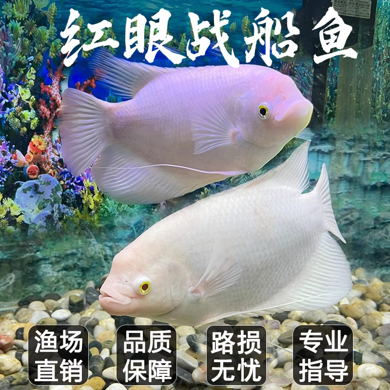 渔你有缘古代战船白战船鱼红眼镇宅热带鱼大型观赏鱼财财鱼活鱼