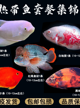 热带观赏鱼混养套餐中大型战船财神鱼七彩银龙玉面皇冠地图鹦鹉鱼