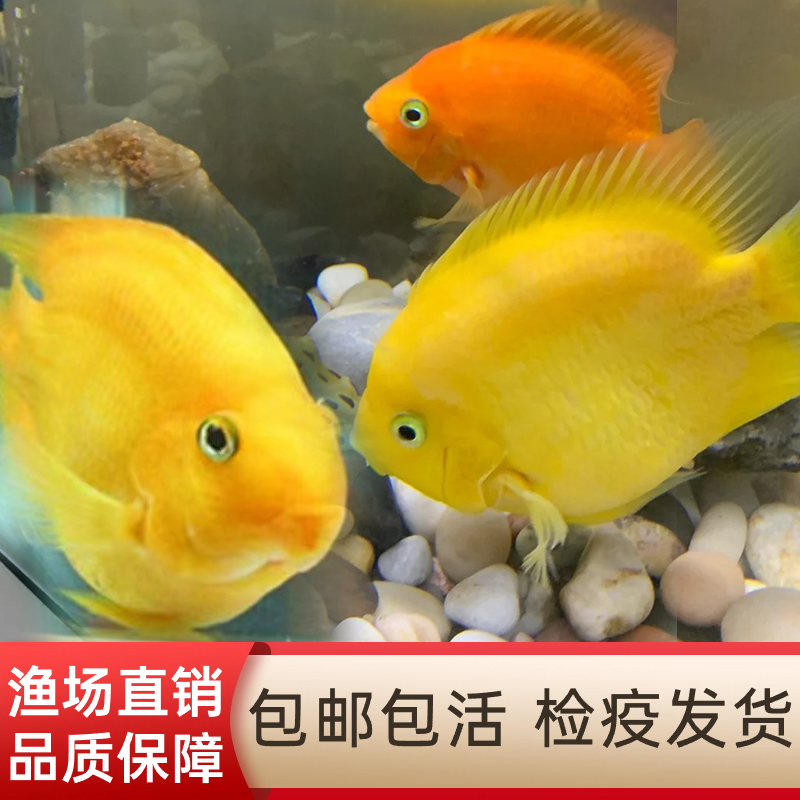 渔你有缘黄鹦鹉鱼元宝鱼梅花鹦鹉鱼招财神鱼淡水热带观赏鱼风水鱼