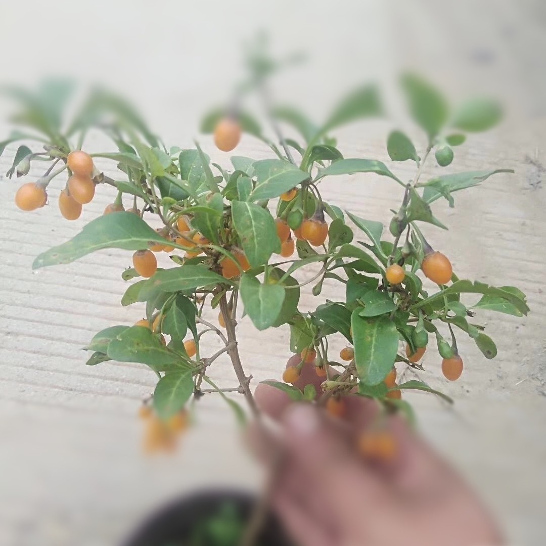 蜜蜡黄水晶黄果枸杞可食用可做盆栽花果盆景素材扦插苗