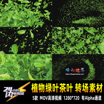 绿叶茶叶植物叶子树叶环保清新过渡转场Alpha通道高清MOV视频素材
