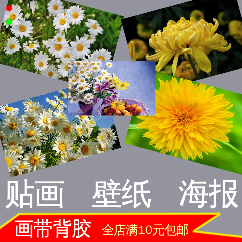 菊花雏菊海报照片植物美图墙贴画小清新田园装饰画壁挂画自粘背胶图片