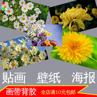 饰画壁挂画自粘背胶 菊花雏菊海报照片植物美图墙贴画小清新田园装