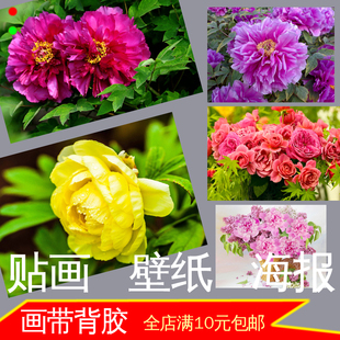 牡丹花国花美丽花卉植物海报客厅寝室墙贴画壁画装 饰画自粘