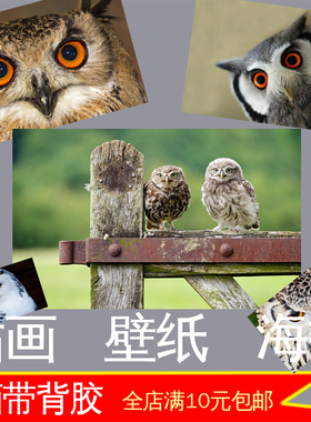 动物鸟类海报酒吧照片自粘墙贴画
