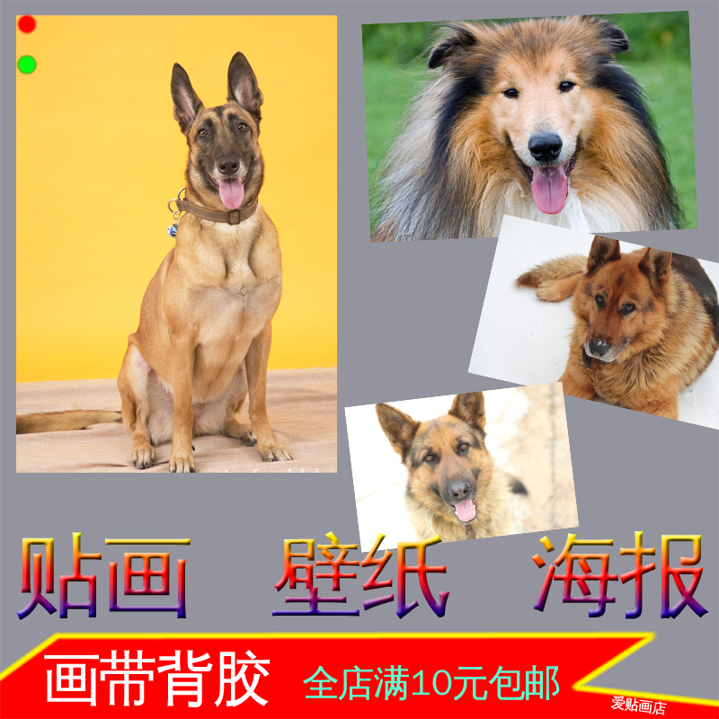 牧羊犬狼狗照片海报德国黑背装饰画