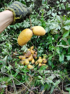 新鲜牛卵坨儿童孕妇奇异不常见没见过罕见稀奇的土野生水果八月瓜