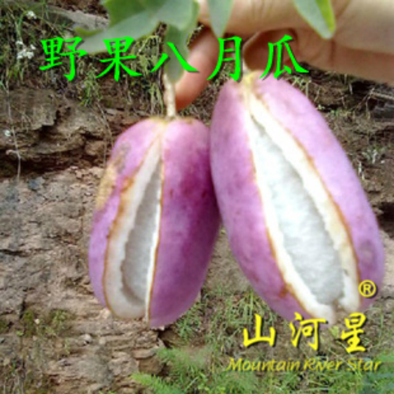山河星生态水果紫宝三叶木通果新鲜八月瓜楂八月炸瓜预知子野香蕉