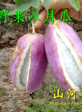 山河星生态水果紫宝三叶木通果新鲜八月瓜楂八月炸瓜预知子野香蕉