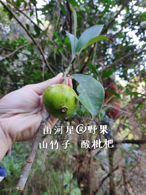 酸木竹子竹桔子节子孕妇水果桐子