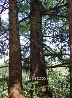 木头装饰树桩木桩实木原木摆件