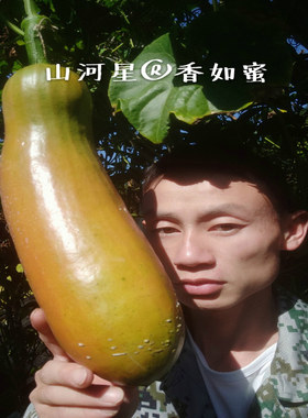 山河星生态新鲜香如蜜茹奇异果少见没见过的罕见的稀少的特色水果