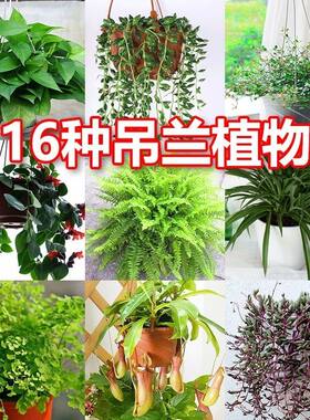 吊兰植物盆栽室内金边吊兰金边