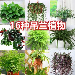四季常青 吊兰植物盆栽室内金边吊兰绿萝垂吊绿植净化空气吸甲醛