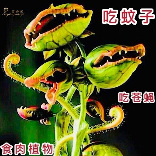 食人花植物捕蝇草超大大