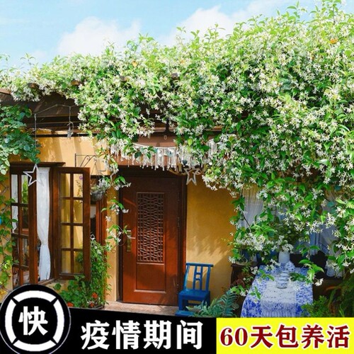 茉莉络石藤盆栽花卉耐寒阳台