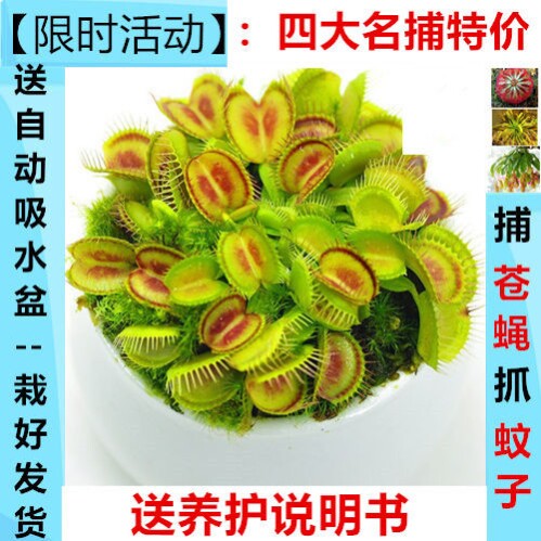 水培捕蝇草盆栽食虫草食人花