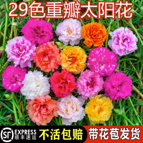 重瓣太阳花苗枝条带花苞宿根混色大花植物带根盆栽绿植花卉好养活