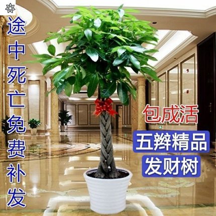 发财树室内室外花卉盆景植物盆栽大招财树摇钱树花苗客厅大型绿植