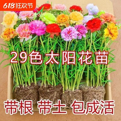 重瓣太阳花盆栽苗大花带根带花苞四季开花植物室内室外好养花卉