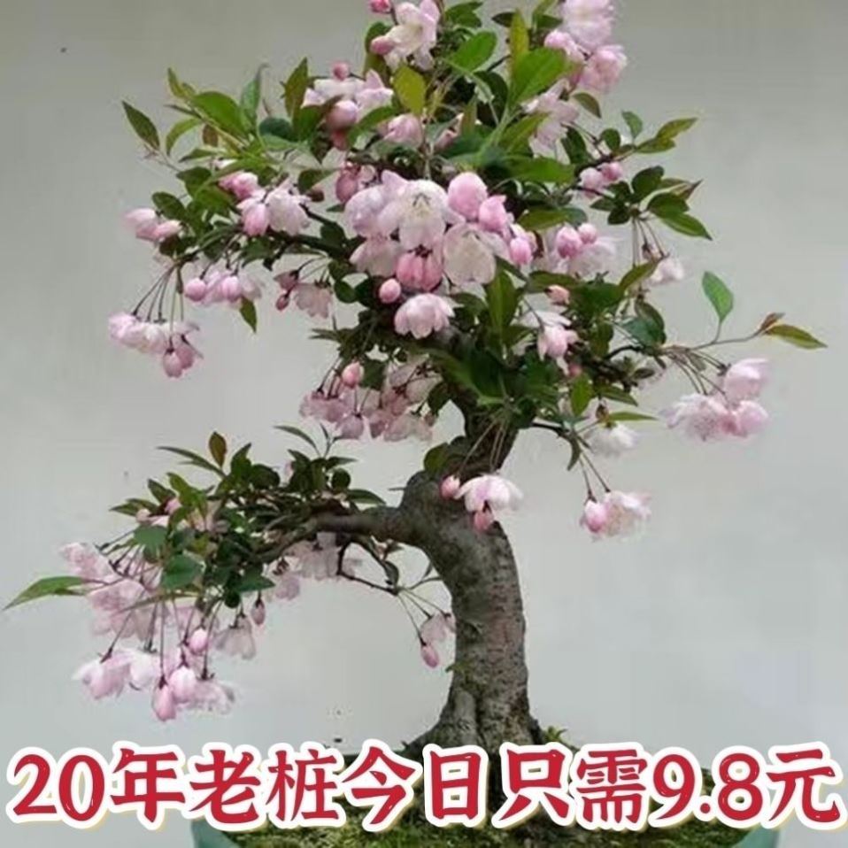 盆栽室外海棠花绿植盆栽海棠花图片