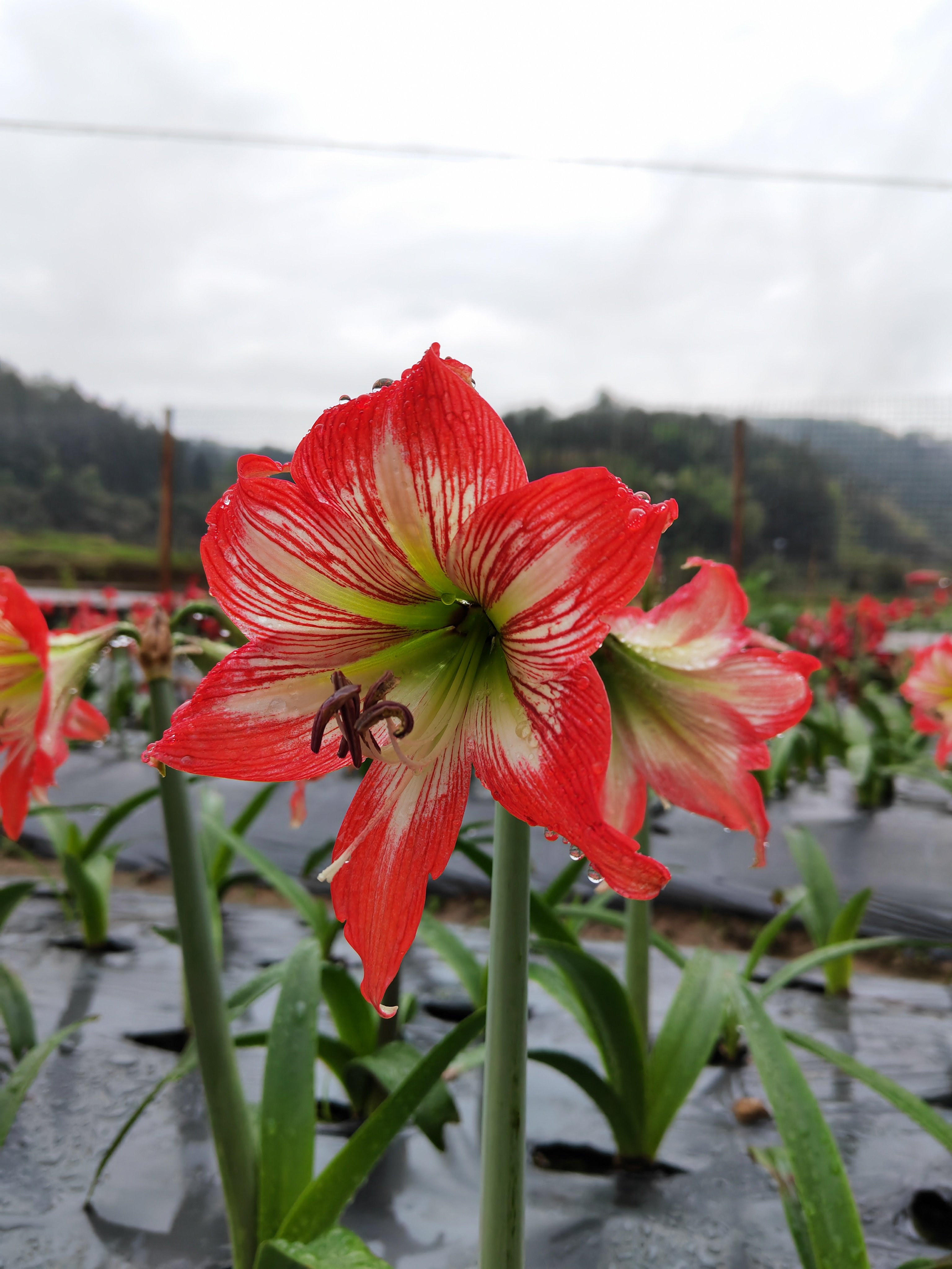 福建女王朱顶红红色花朵球根好养活庭院石蒜喜庆植物本地土朱对红