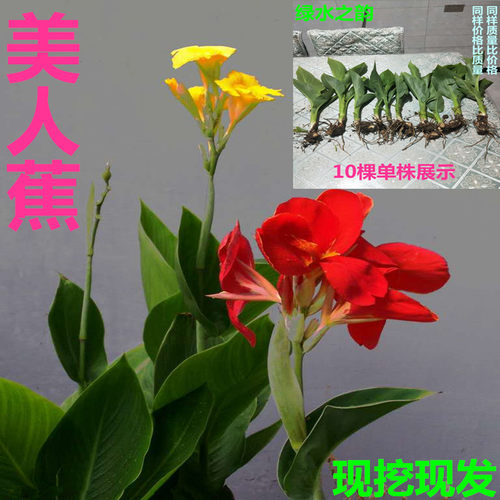 四季多年生室外园林绿化美人蕉