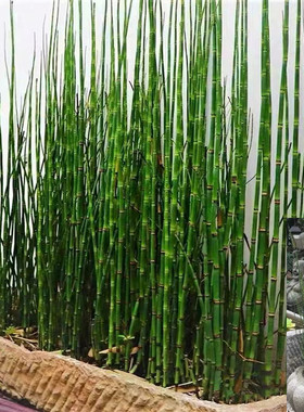 木贼四季常青耐寒喜光笔管草笔头草别墅庭院水景净化水质植物