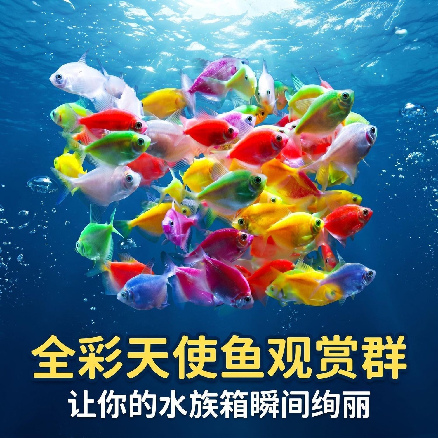 好养耐活网红天使观赏鱼群游小鱼