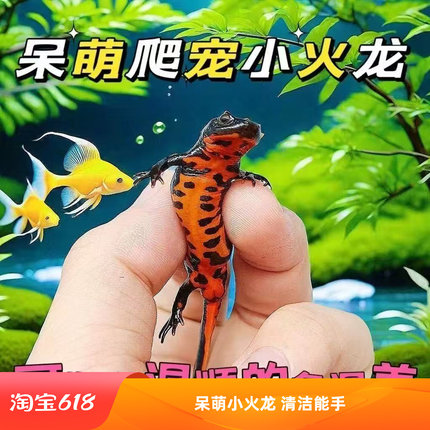 人工养殖清洁鱼缸小火龙呆萌活体宠物爬虫小清道夫淡水垃圾观赏鱼