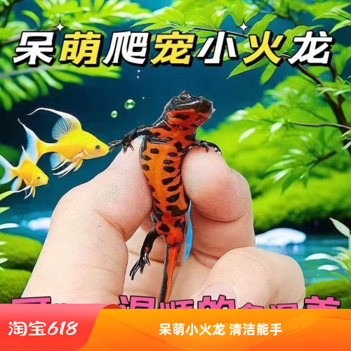 小火龙鱼活体观赏宠物人工清道夫