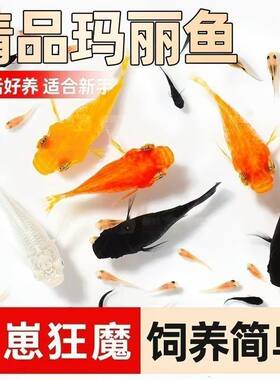 玛丽球鱼胎生热带孔雀鱼新手好养