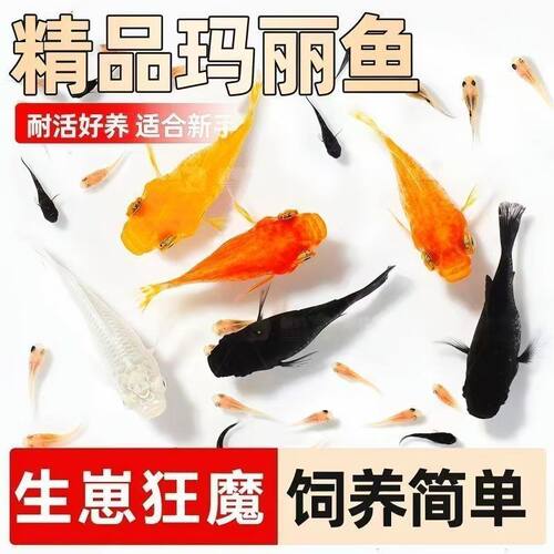 玛丽球鱼胎生热带孔雀鱼新手好养