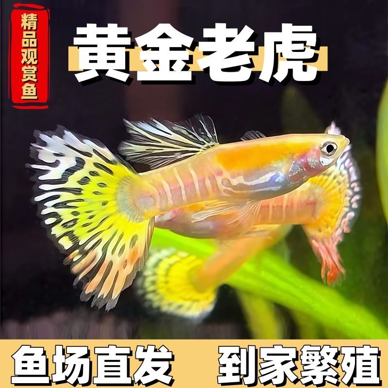 纯种热带淡水小型好养孔雀鱼活体