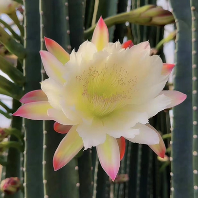 零花钱多肉 量天尺高70-80cm 39.8元 仙人掌科