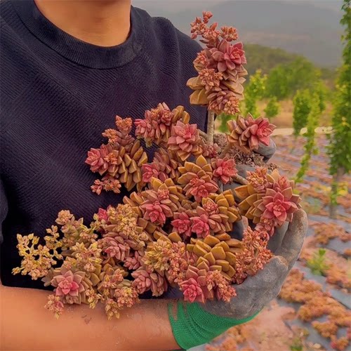 姬胧月推荐款 9.9元   多肉植物