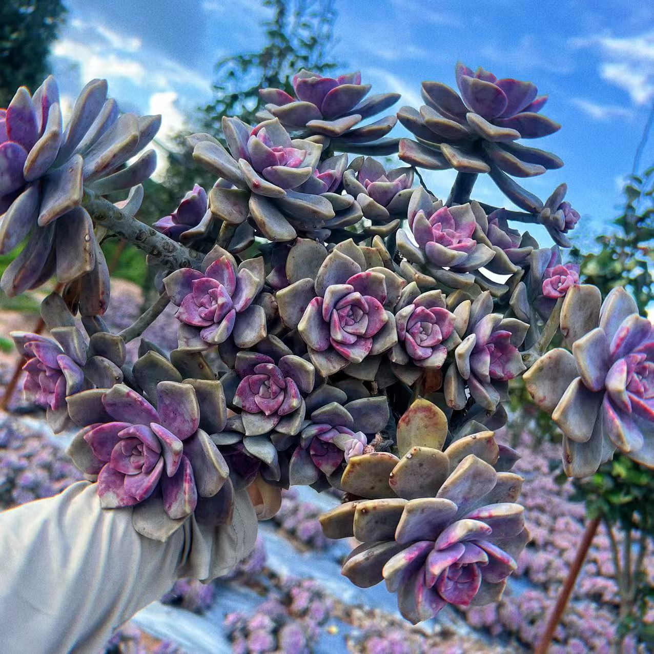 紫乐多肉植物容易养护