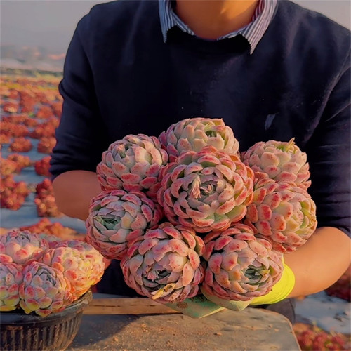 零花钱多肉 盆栽香水贝瑞18cm盆   13.8元     多肉植物