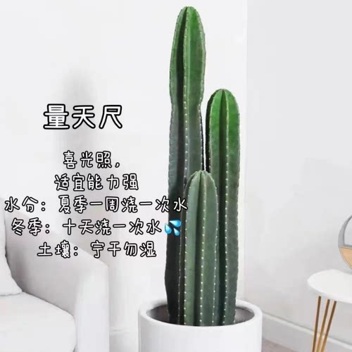 量天尺 3个规格组合套餐    仙人掌科 简单  种植     新手好养