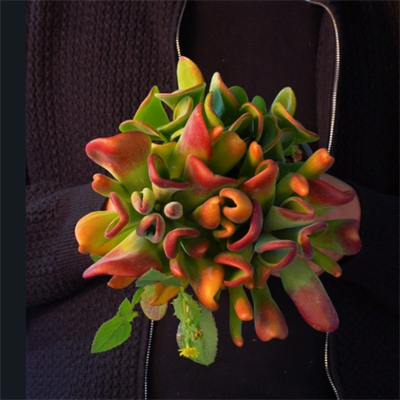 零花钱多肉 地栽A级火狐狸 基地 多肉植物