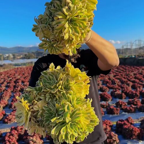 零花钱多肉 地栽艳日伞法师9.9元 河边   多肉植物