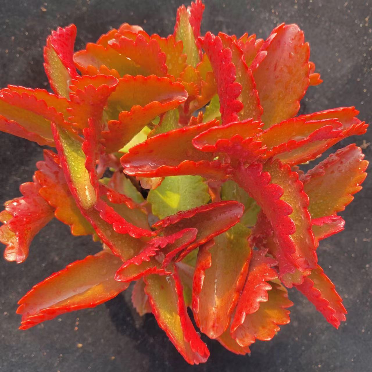 零花钱多肉 盆栽卷珠帘 8元 多肉植物