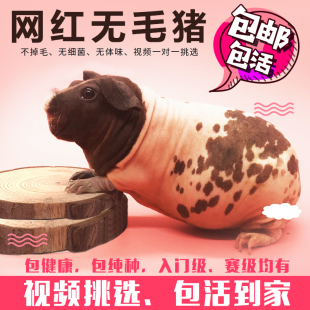 荷兰无毛猪无毛豚鼠网红无毛猪天竺鼠无毛迷你猪 视频选宠