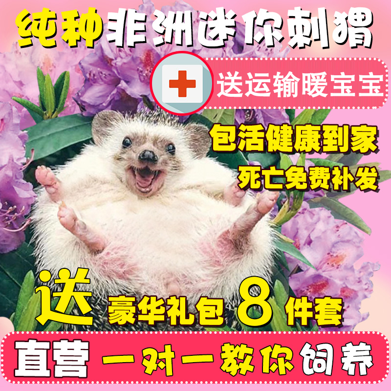 非洲迷你刺猬活物送笼子活体纯种幼崽宠物包健康带笼子顺丰包邮