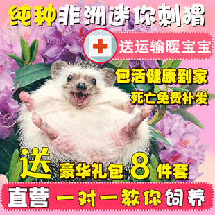 非洲迷你刺猬活物送笼子活体纯种幼崽宠物包健康带笼子顺丰包邮