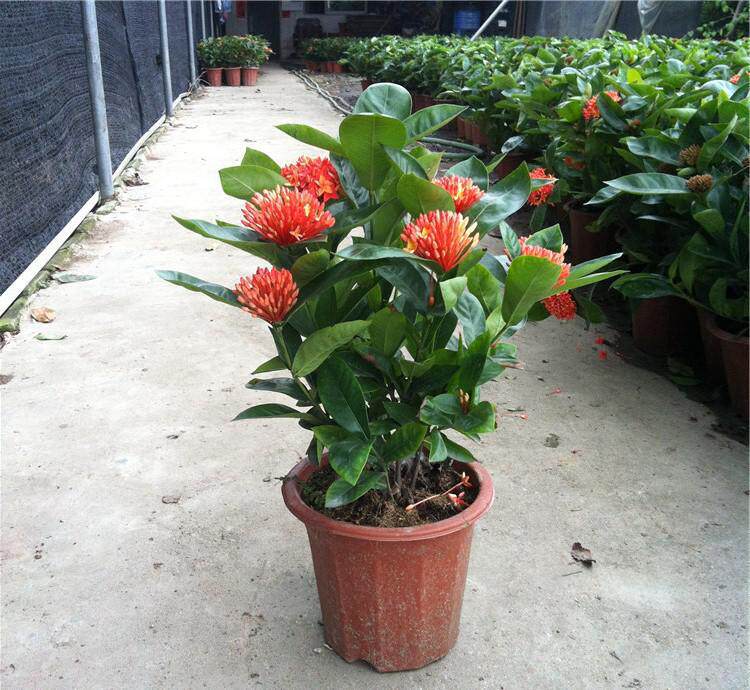 花植物绿植龙船花盆栽 山丹丹花 红百合 净化空气带花发货包邮在类目 鲜花速递/花卉仿真/绿植园艺, 花卉/绿植盆栽（新）, 花卉中 - 来自Buy2taobao.com提供专业的淘宝代购服务
