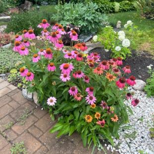 彩色松果菊花种籽子四季播种开花宿根多年生耐寒耐热庭院花镜植物